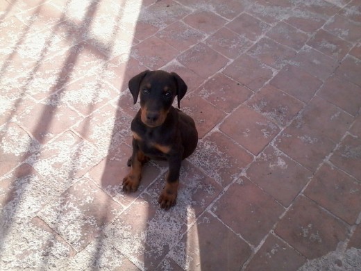 KIMBO DE 2 MESES.